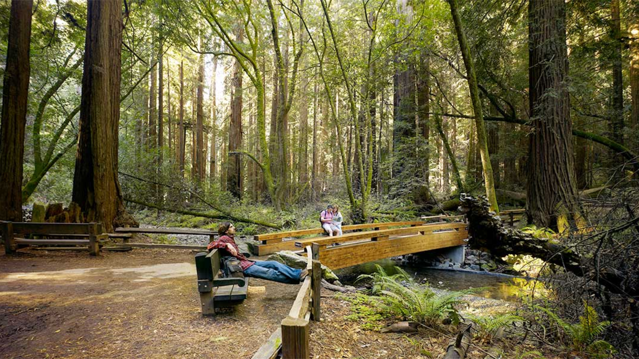 Scenic photo at Muir Woods