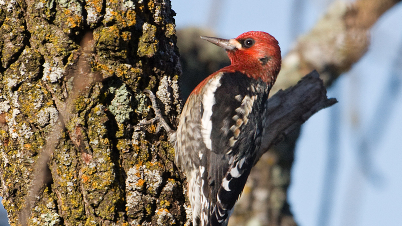 Red-breasted Sapsucker