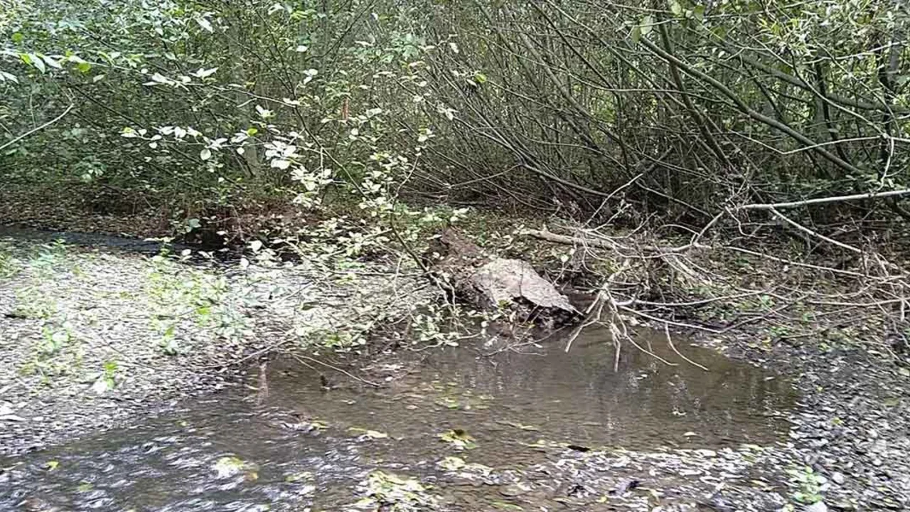 Fallen trees and branches become habitat for fish and frogs in Redwood Creek.