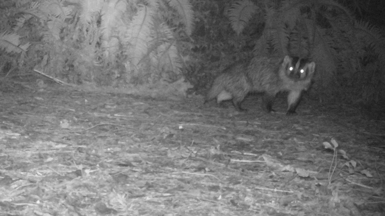 badger on mount tamalpais