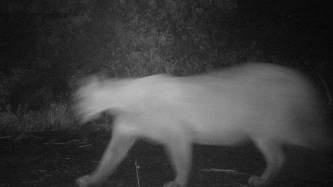 Mountain Lion on Mount Tamalpais