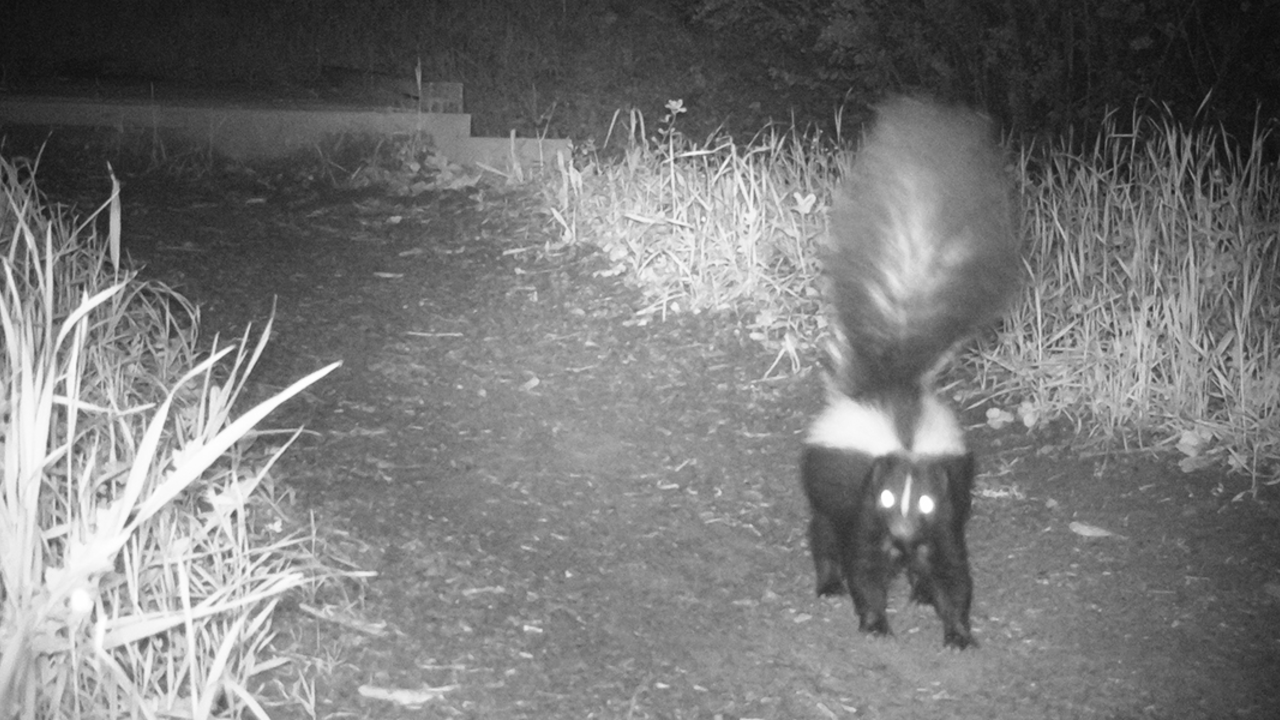 striped skunk on mount tamalpais