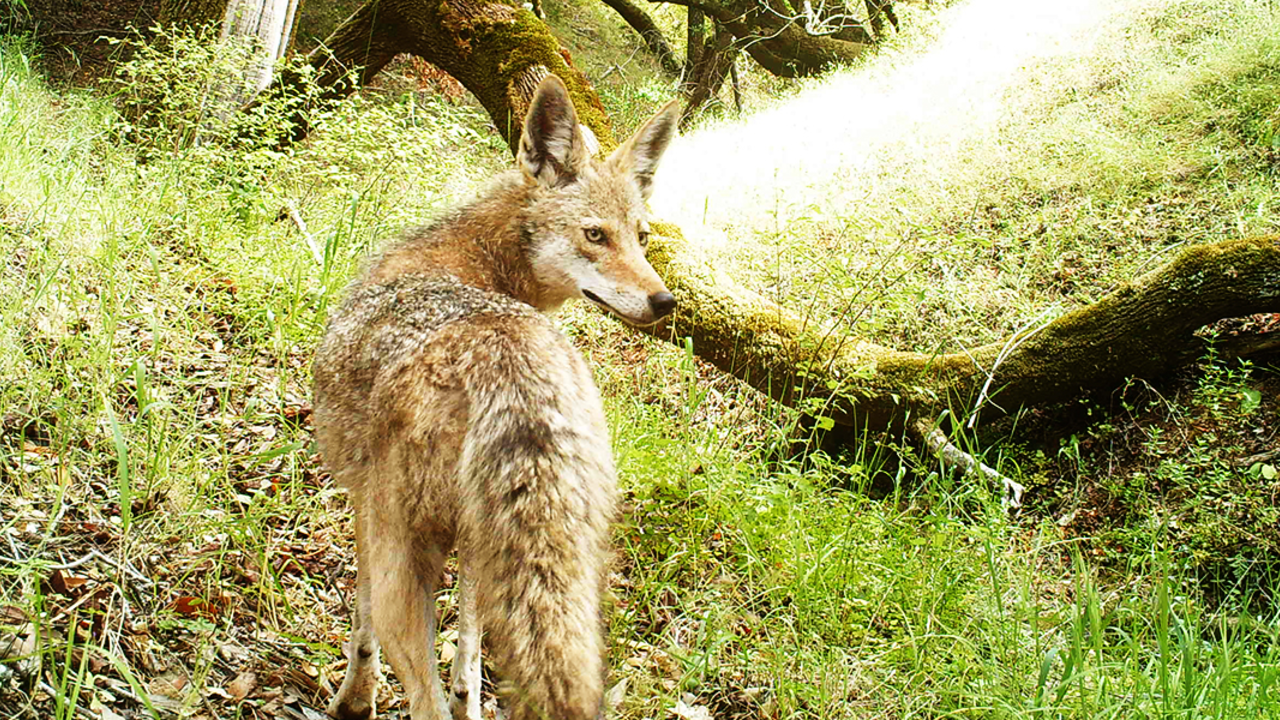 Coyote on Mount Tamalpais Coyote on Mount Tamalpais