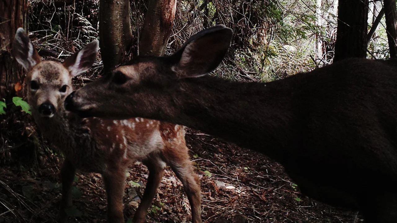 Doe and fawn on Mount Tamalpais
