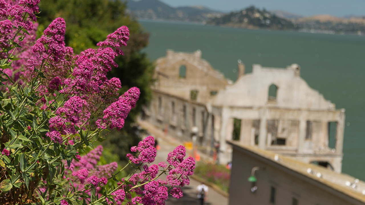 Flowers at the Alcatraz Gardens