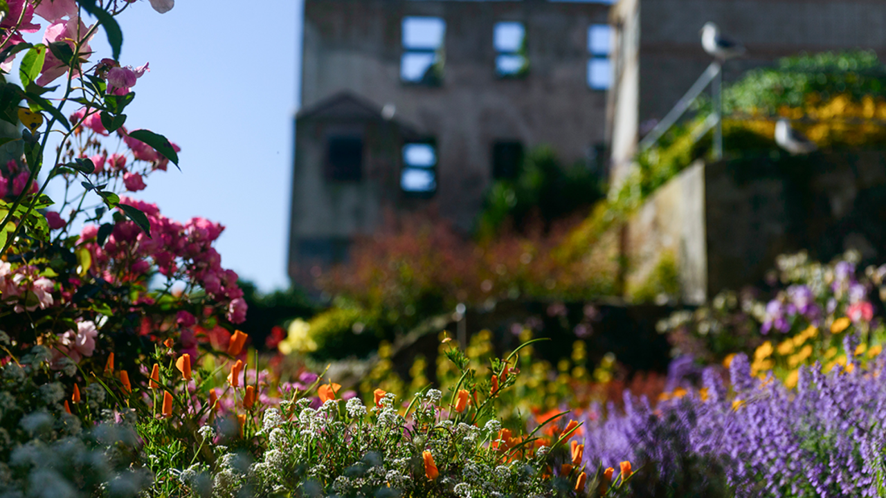 Flowers at the Alcatraz Gardens