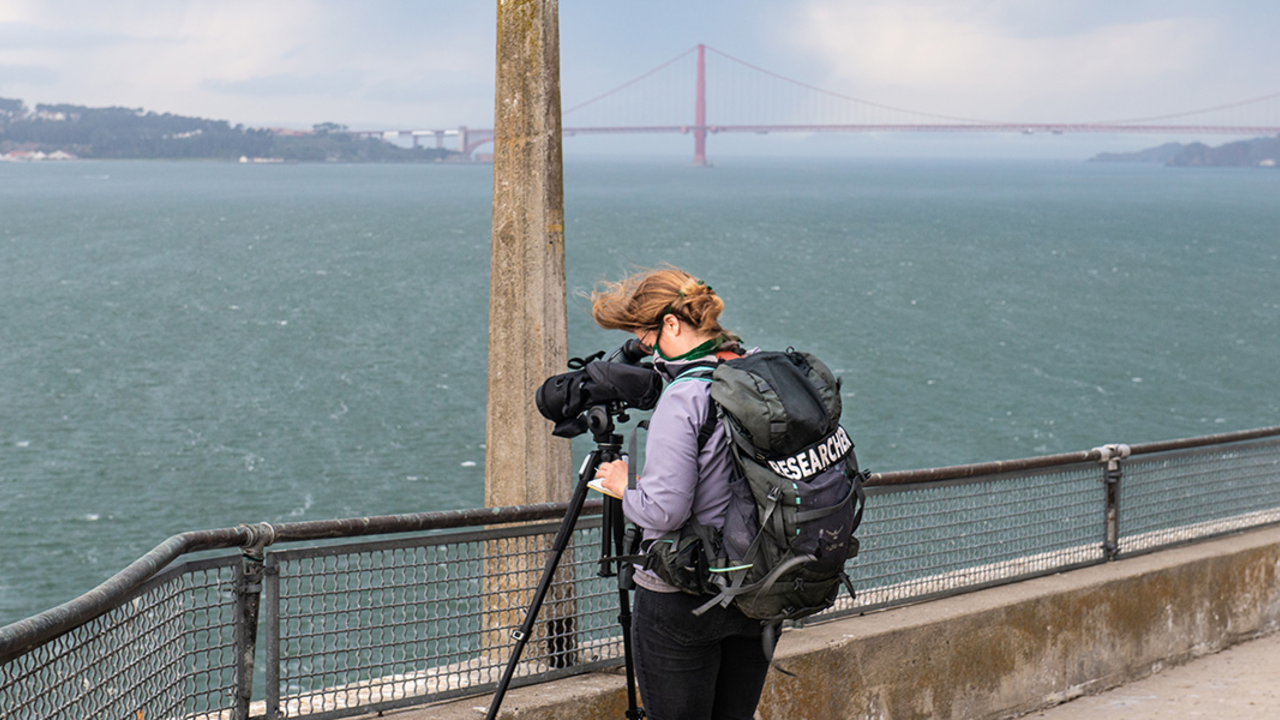 A bird researcher on Alcatraz Island. A bird researcher on Alcatraz Island.