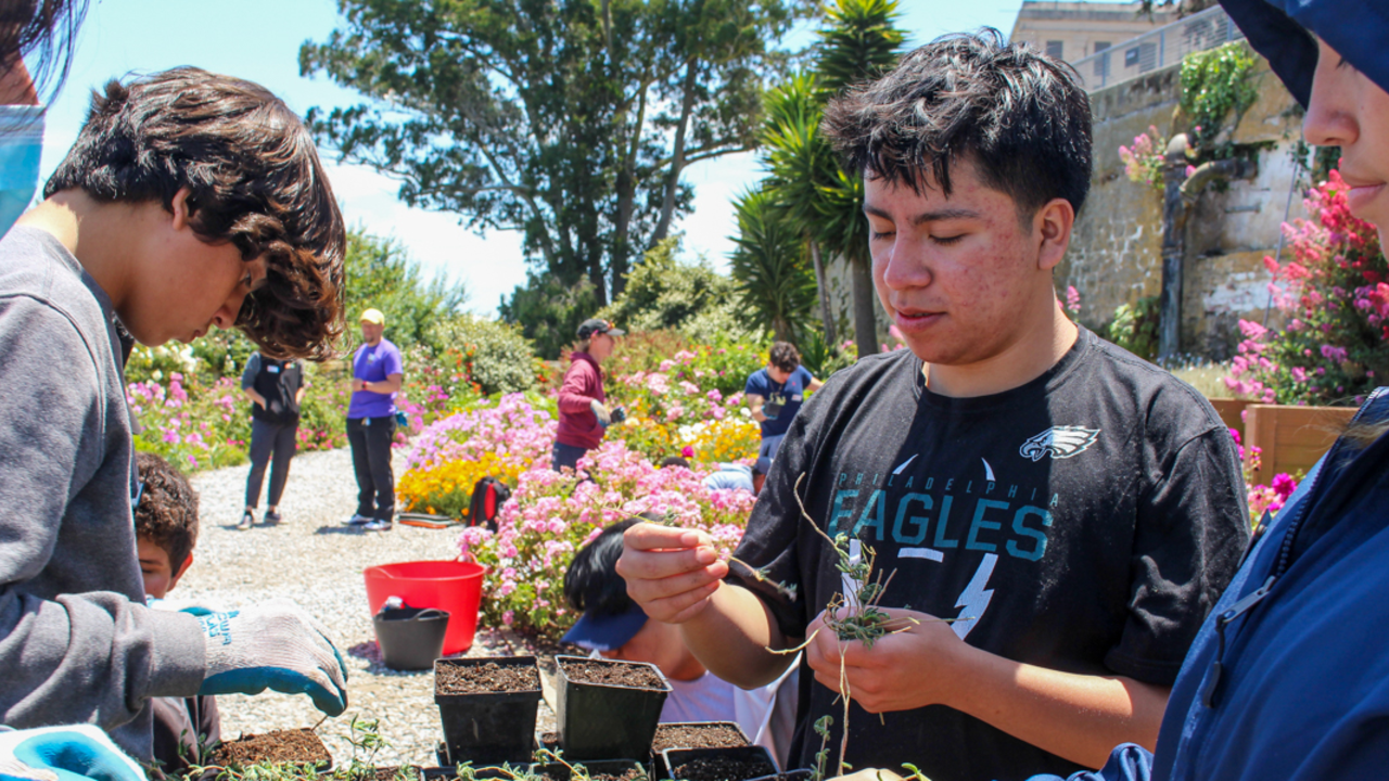 LINC youths volunteering at the Gardens of Alcatraz Youth program participants prepare saplings for planting at the Gardens of Alcatraz