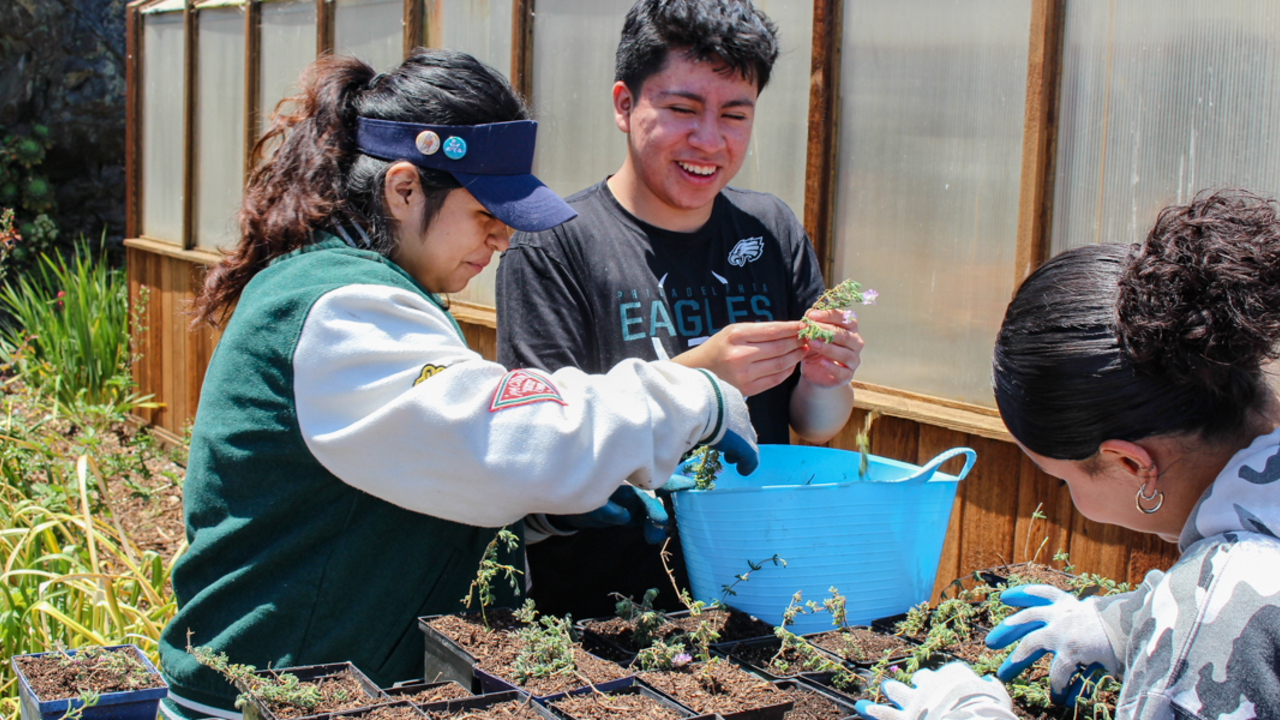 Smiling Crissy Field Center youth program participants pot saplings at Alcatraz Historic Gardens