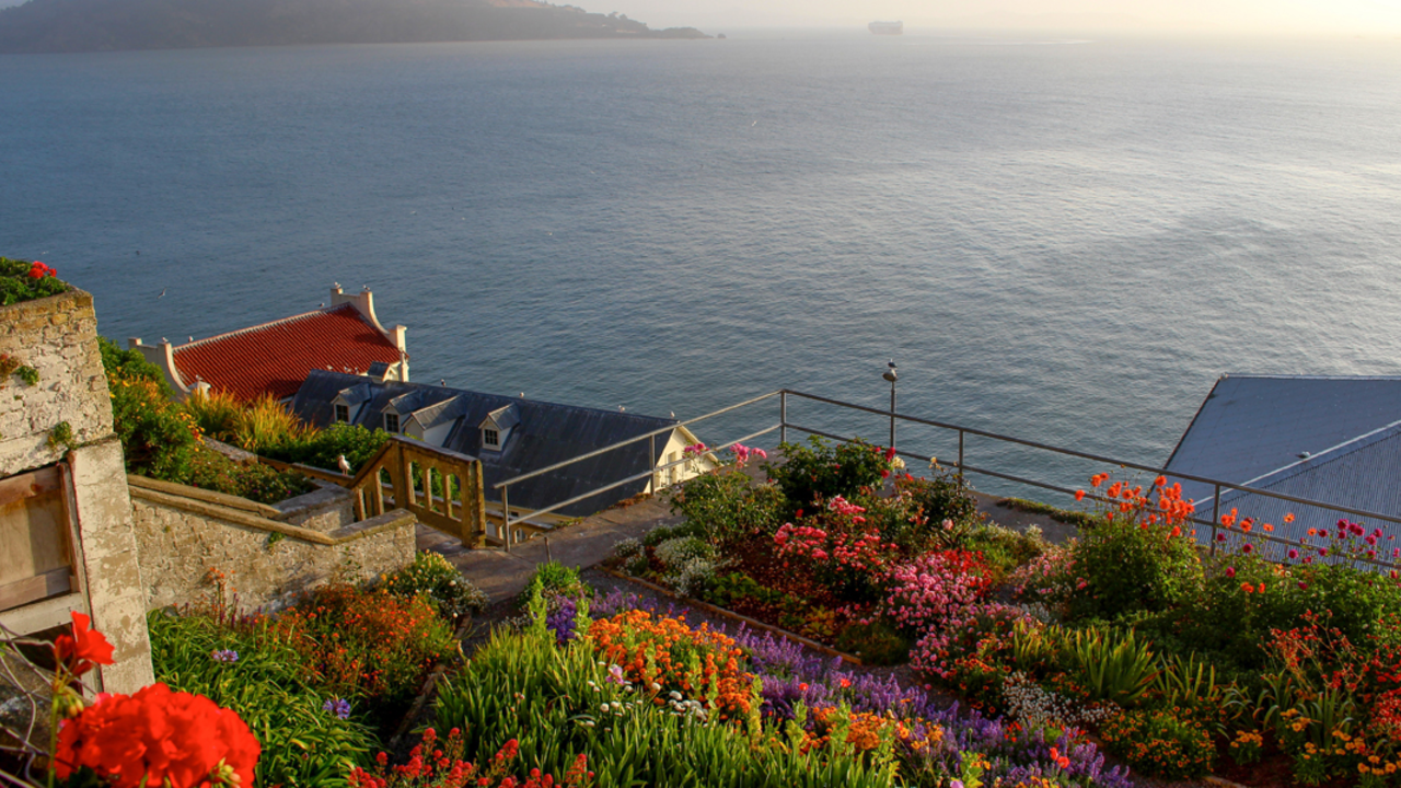 Alcatraz gardens and view from the island