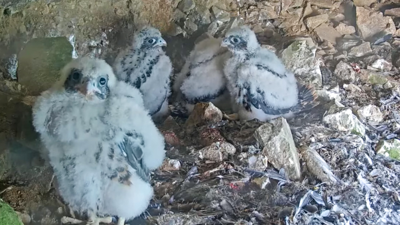 Peregrine Falcon chicks in their Alcatraz Island nest. Peregrine Falcon chicks in their nest at Alcatraz Island
