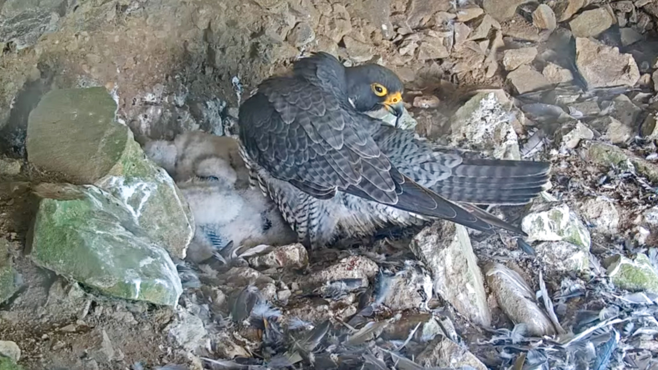 Peregrine Falcon Nest at Alcatraz A Peregrine Falcon grooming itself at its nest with baby chicks at Alcatraz Island