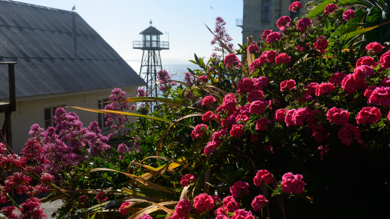 Alcatraz historic gardens 