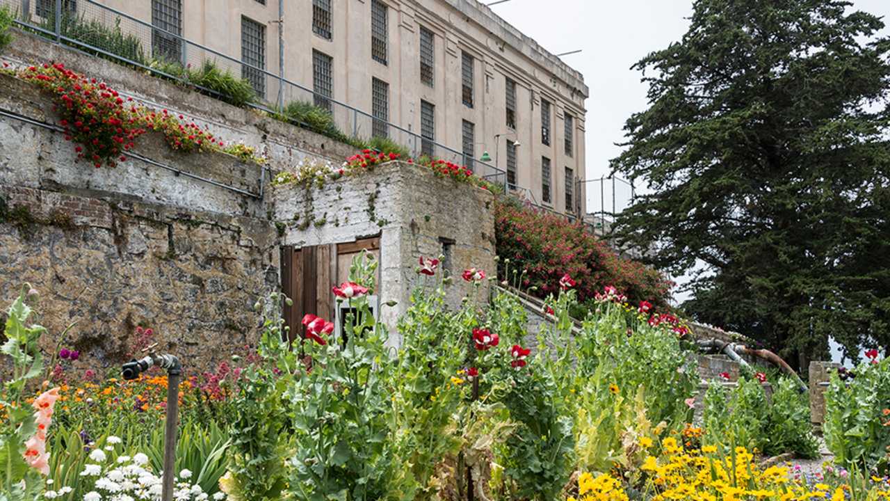 Flowers at the Alcatraz Gardens