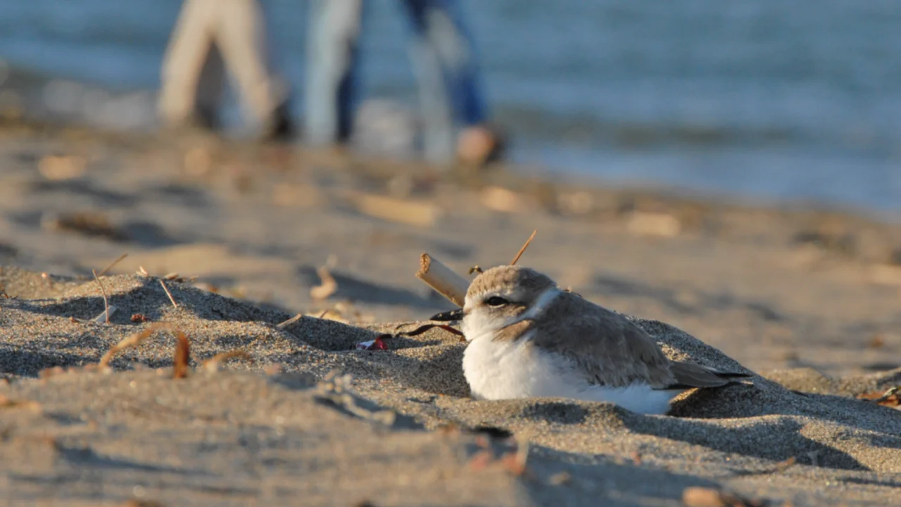 Western snowy plovers enjoying the beach