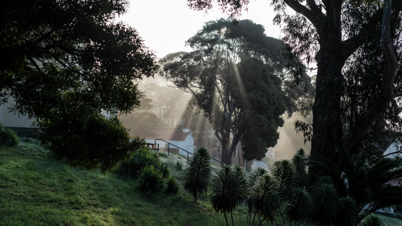 Light through the trees