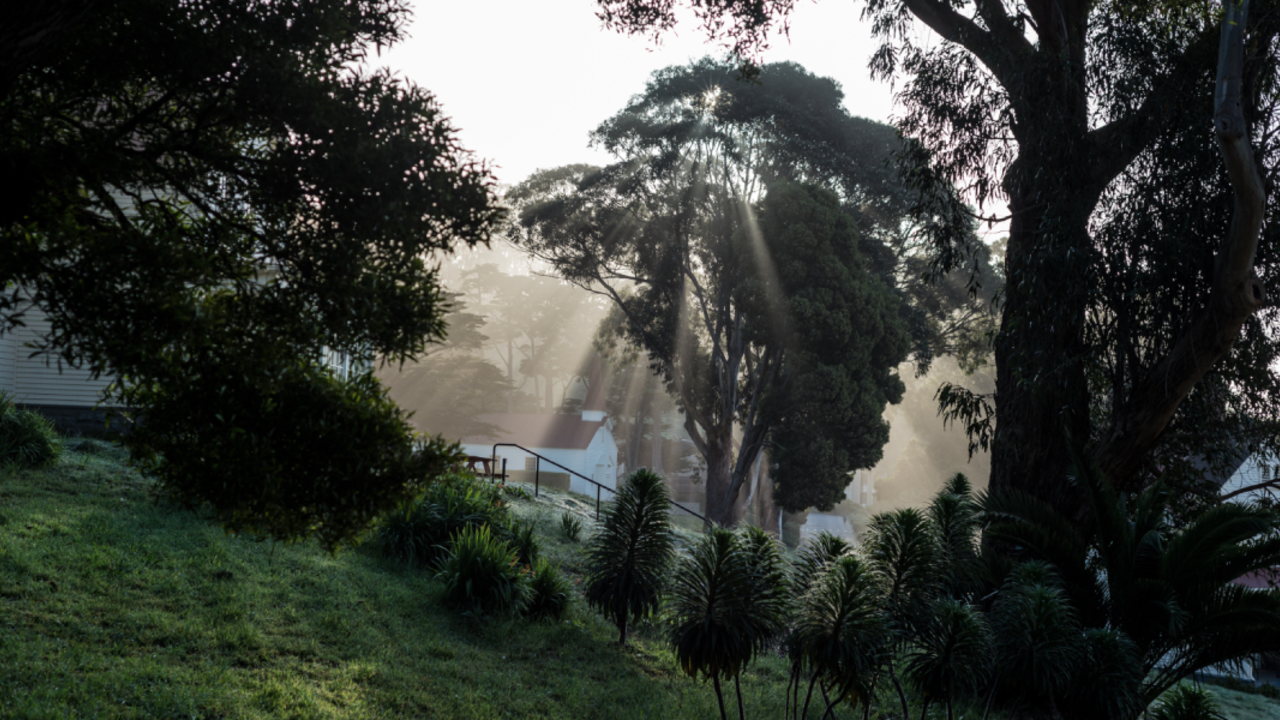 Light through the trees