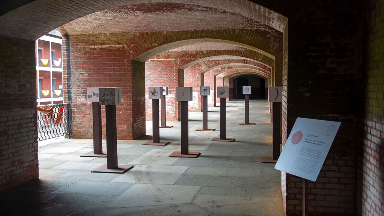 One Cubic Foot, Life Under the Golden Gate Bridge by David Littschwager