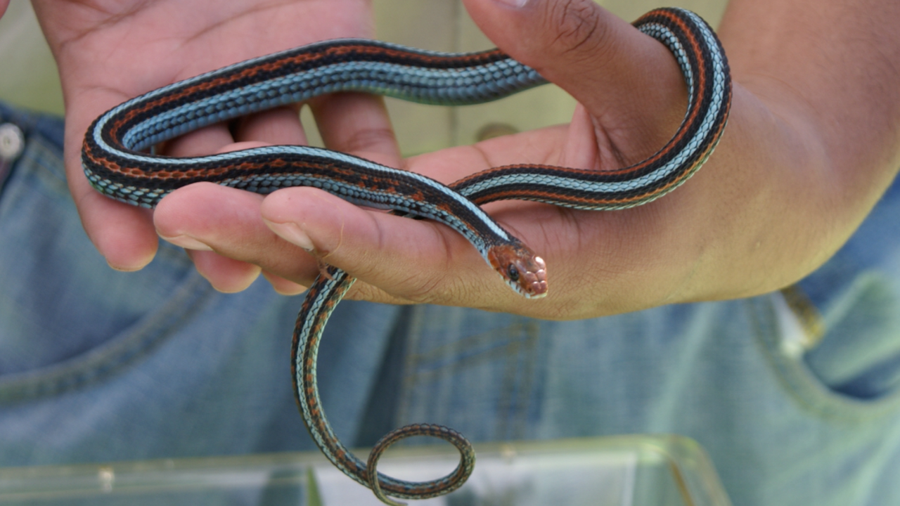San Francisco garter snake