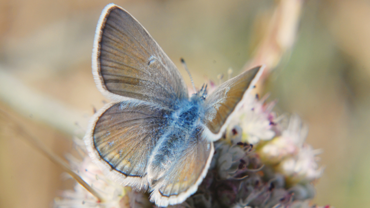 Mission Blue Butterfly