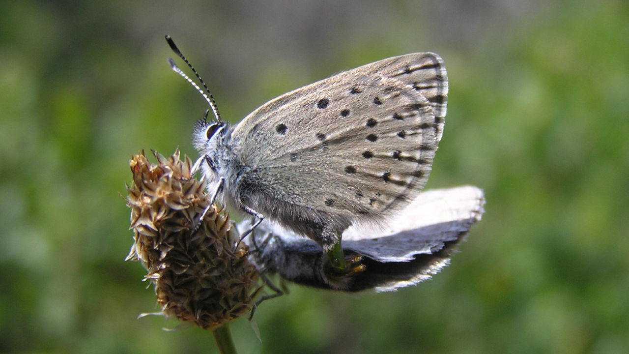 Silhouette of the Mission blue butterfly