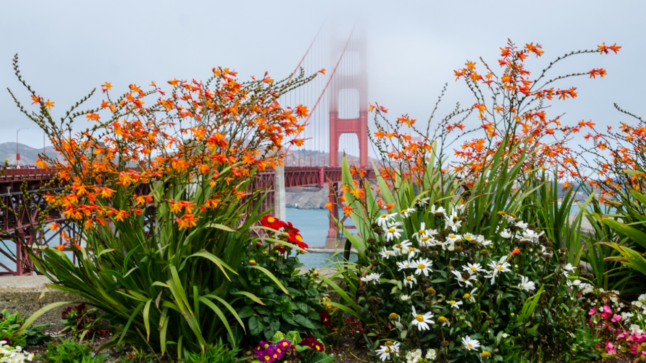 Flora juxtaposed with the bridge