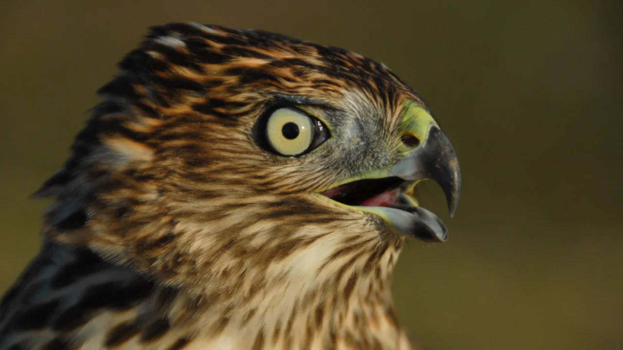 A close up of a hawk