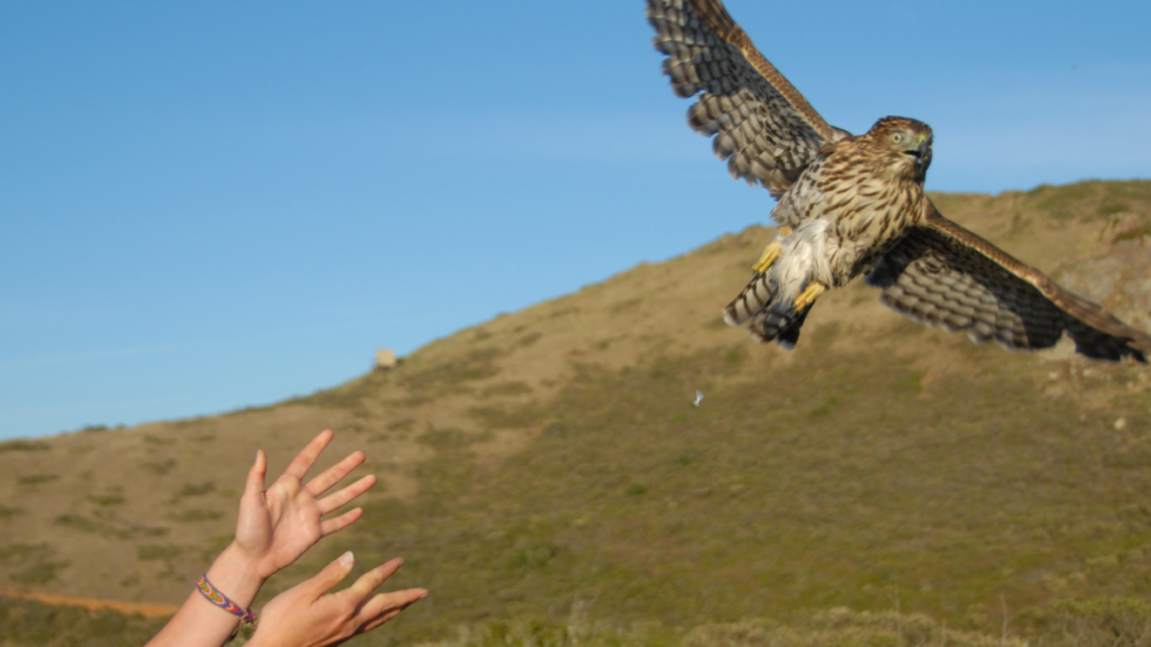 Hands release a hawk
