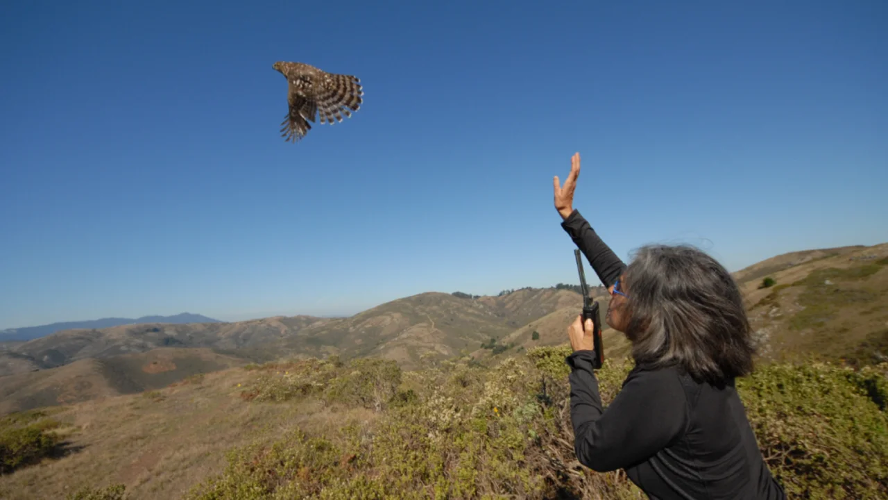 Up close to a raptor