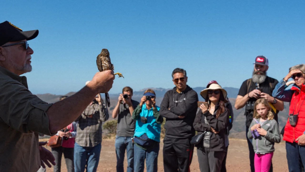 A personal experience with a hawk