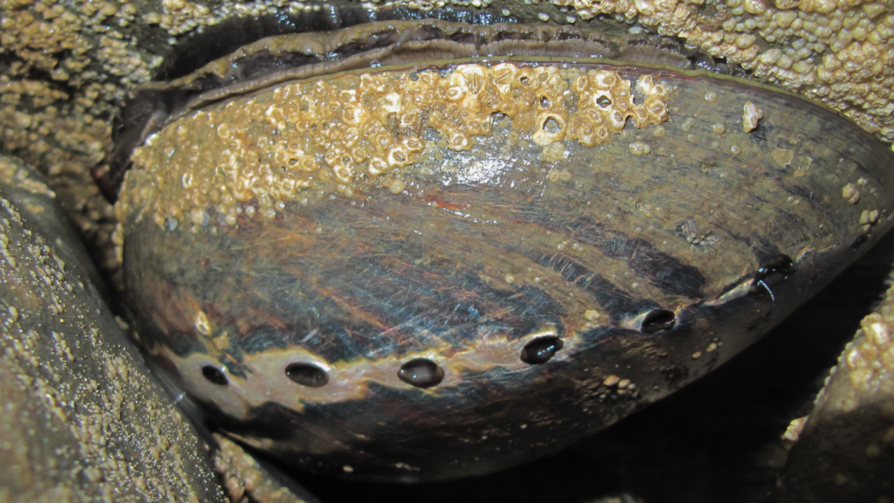 Black abalone 