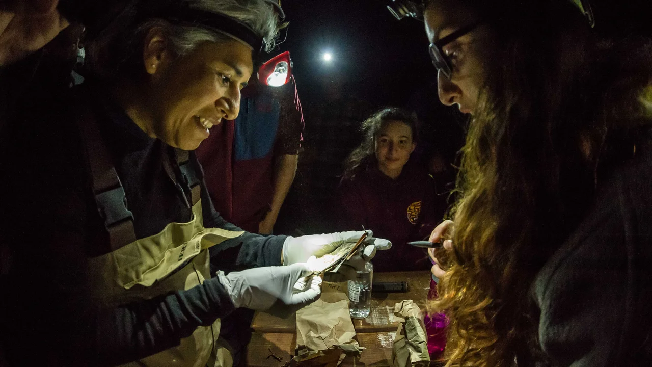 bat monitoring in the night