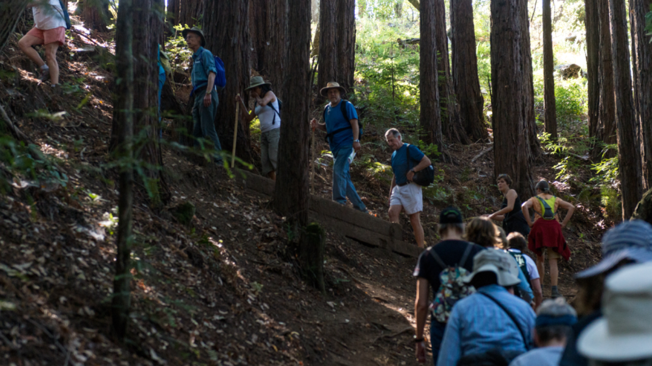 Forest bathing while hiking