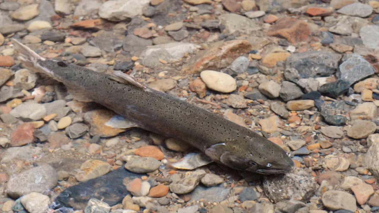 Coho salmon 