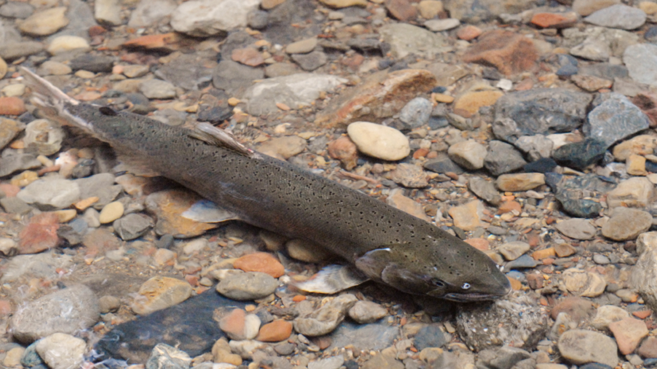 Coho salmon 