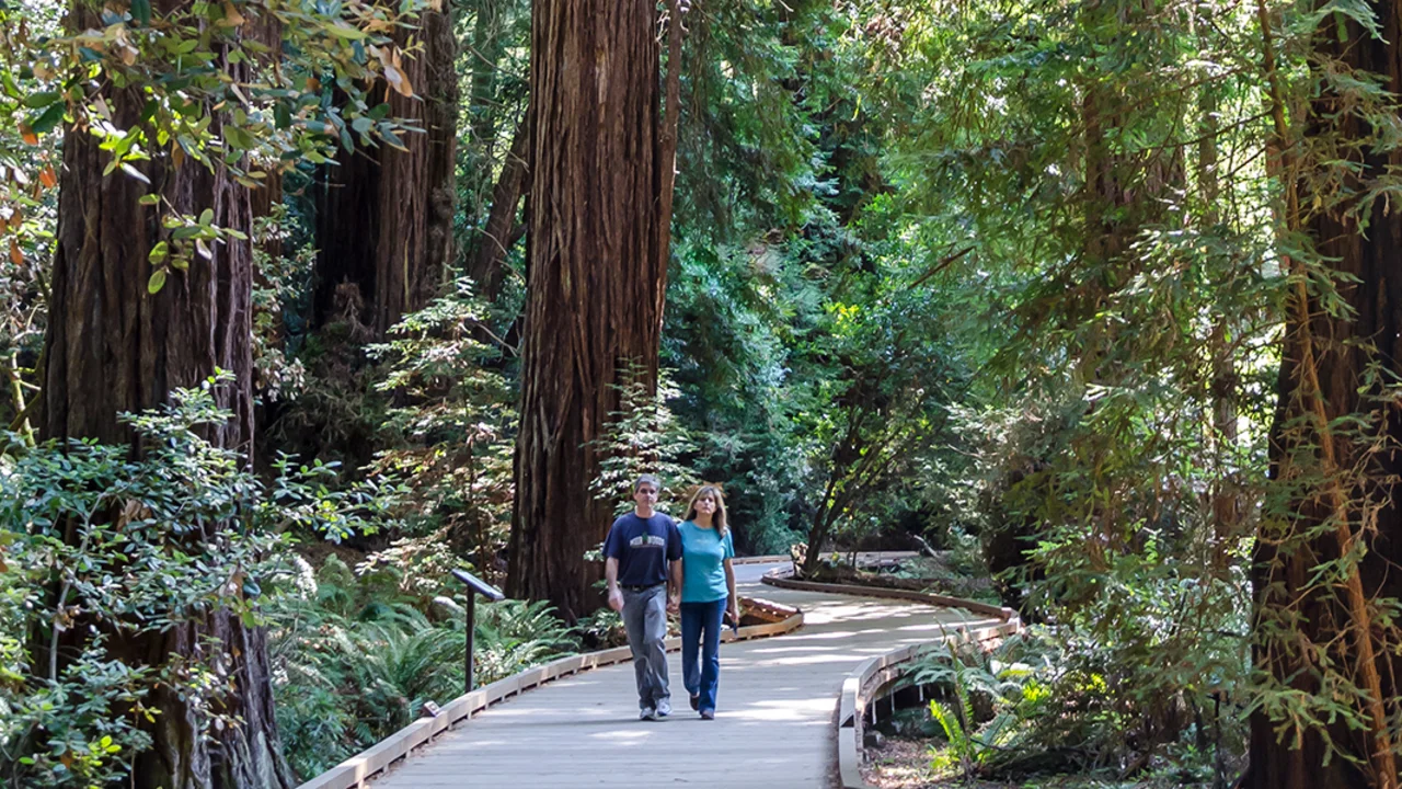 Muir Woods Hikers