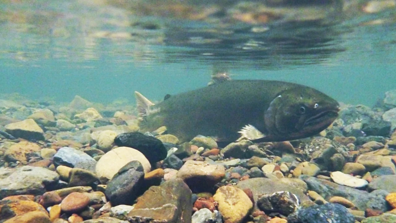 A coho salmon swims along