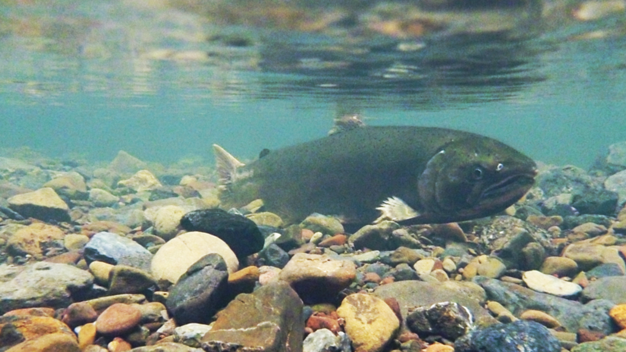 A coho salmon swims along