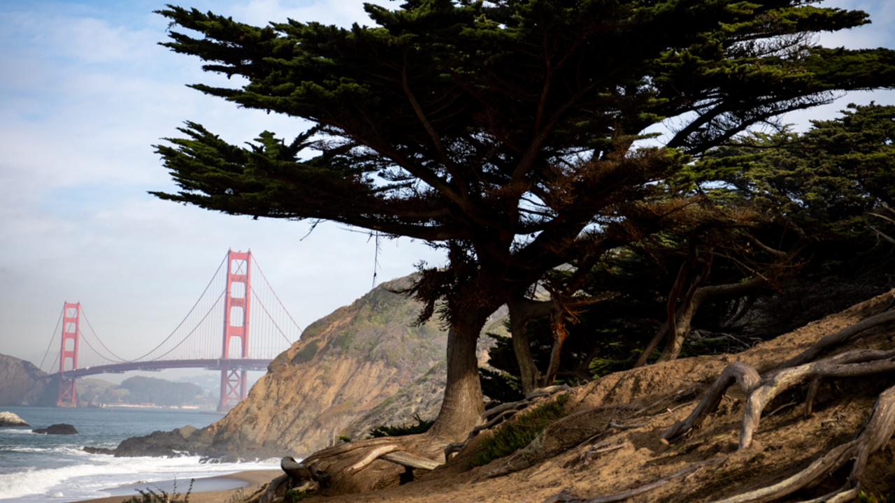 A View of the Golden Gate Bridge from Baker Beach A view of the Golden Gate Bridge from Baker Beach. A giant tree towers over the scene.