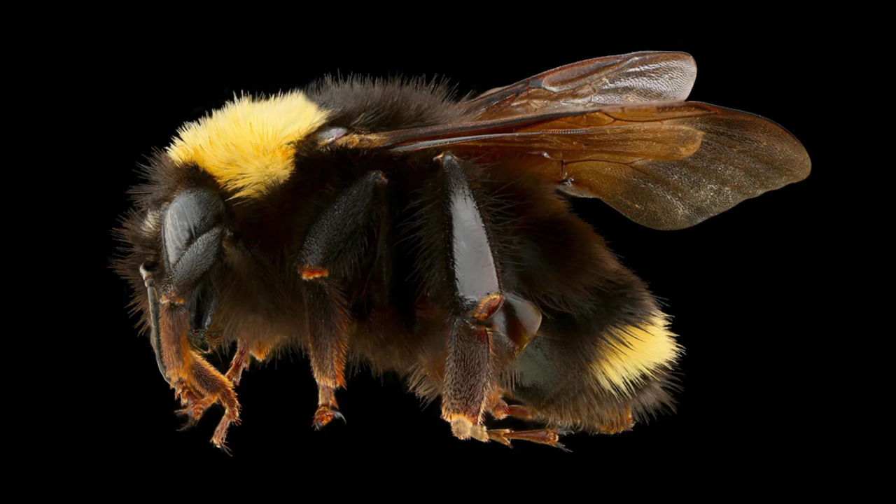 Tamalpais Bee Lab macrophotography. Shown is a yellow and black Bombus californicus.
