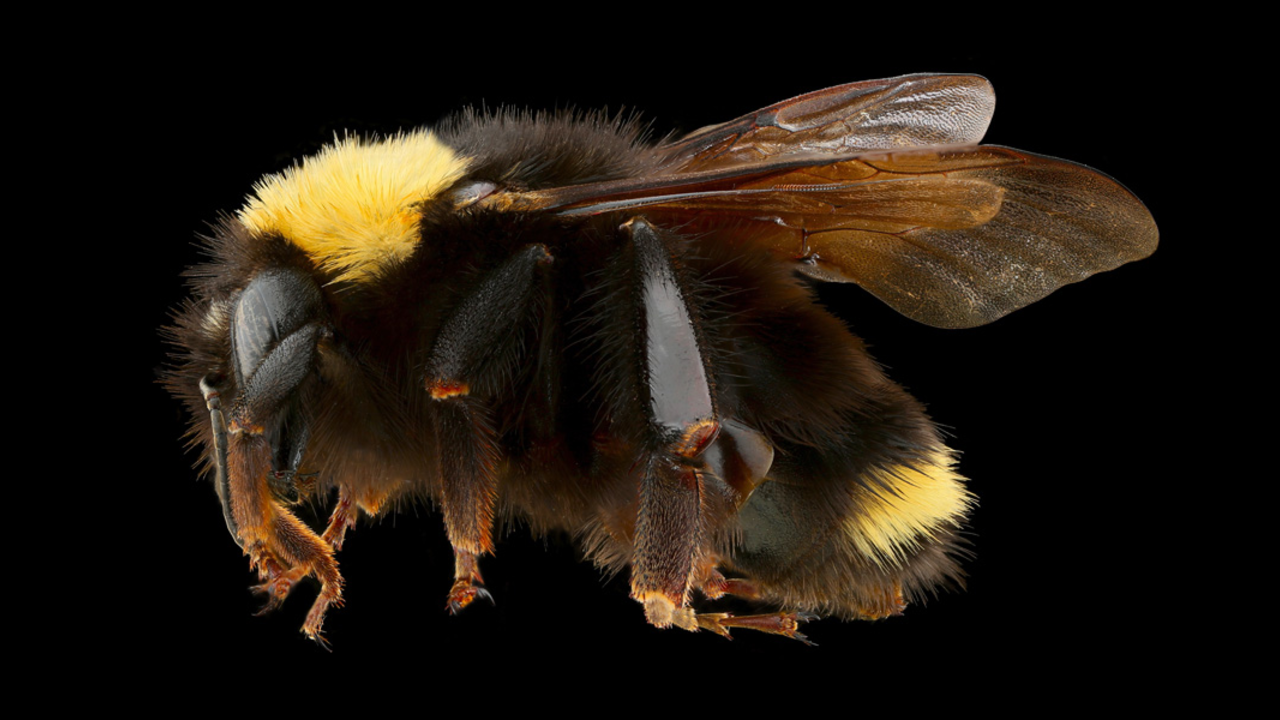 Tamalpais Bee Lab macrophotography. Shown is a yellow and black Bombus californicus.