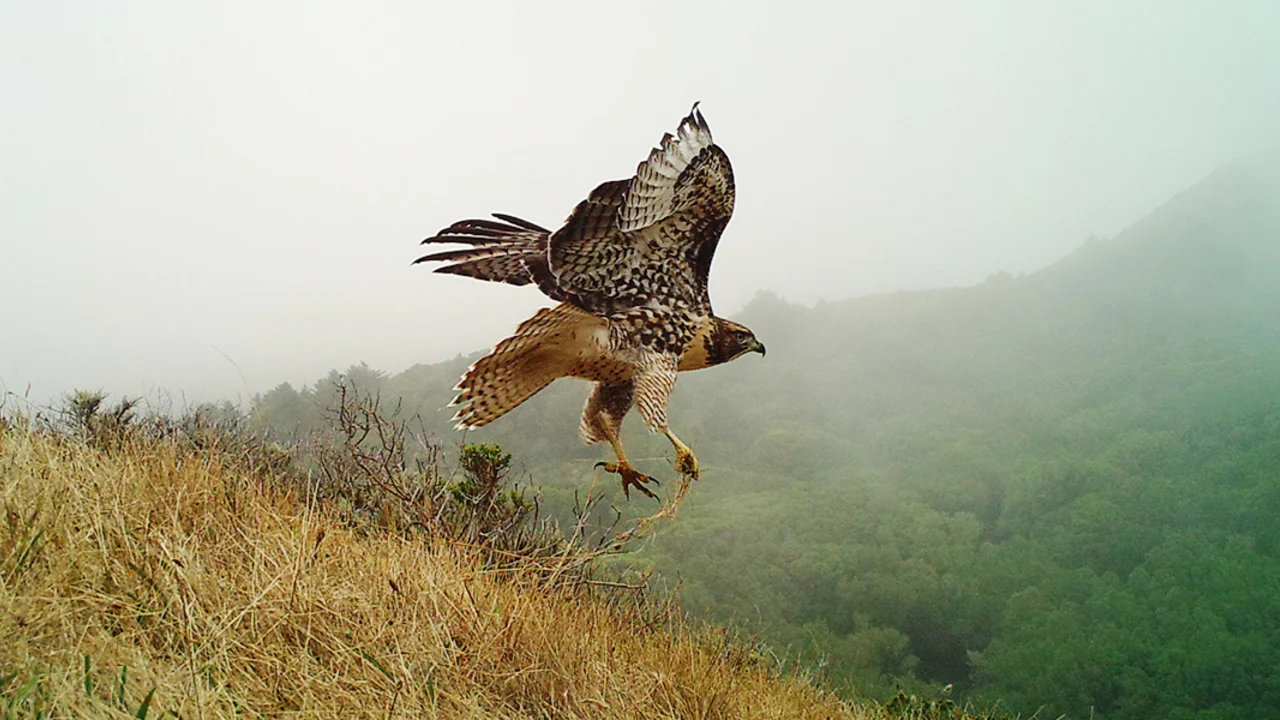 Raptor on Mount Tamalpais