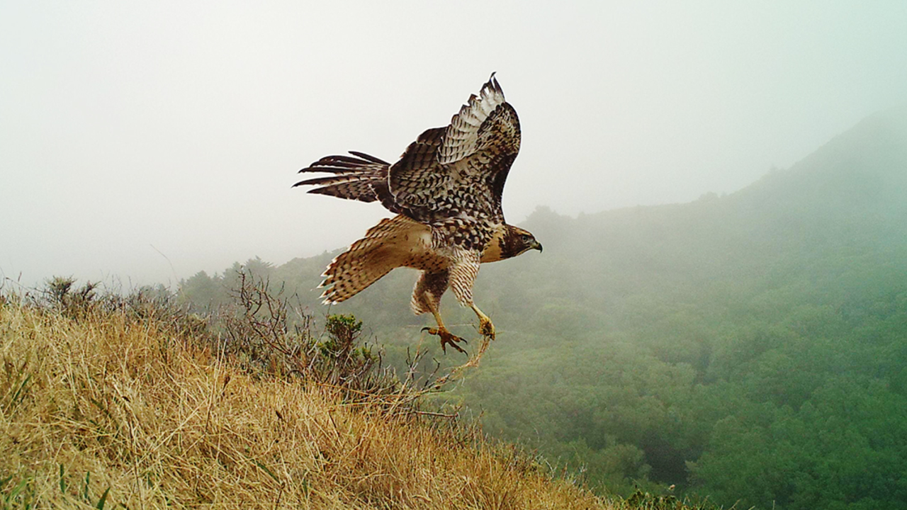 Raptor on Mount Tamalpais