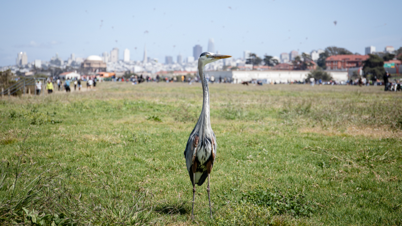 A Great Blue Heron standing on the grass lawn of Crissy Field