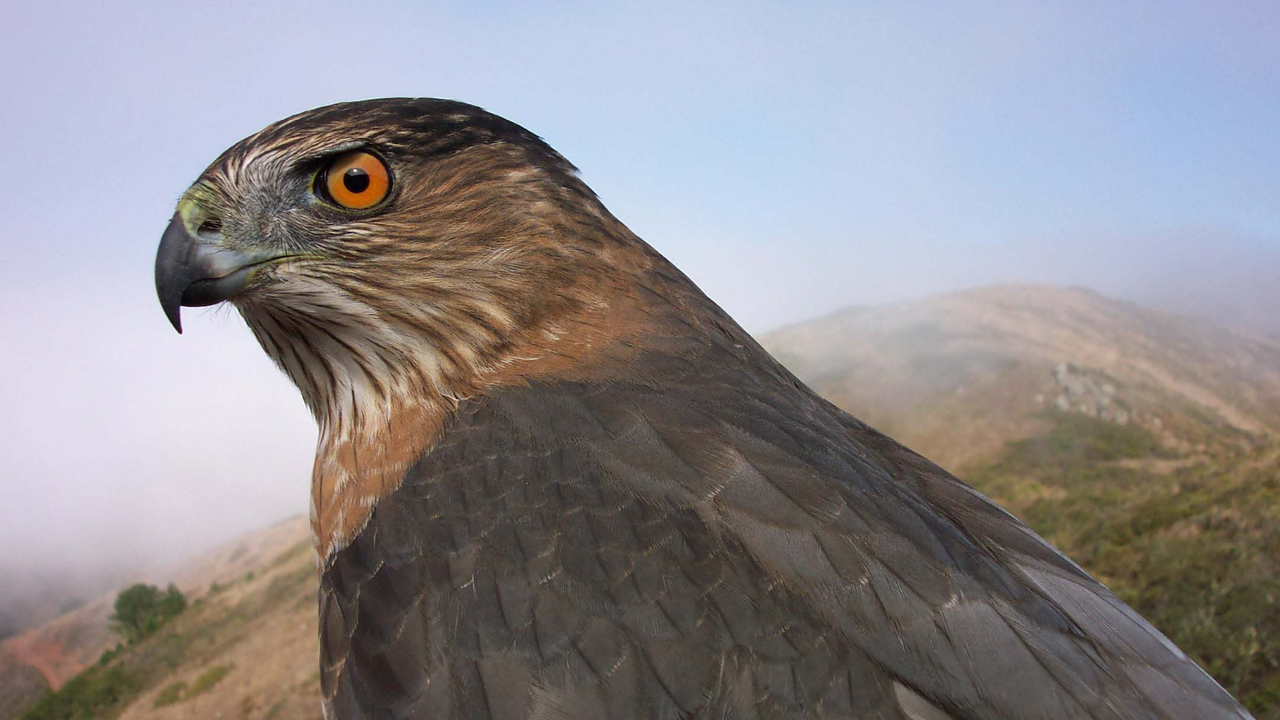 An adult Cooper's Hawk, one of GGRO's most frequently banded species, is photographed before release.