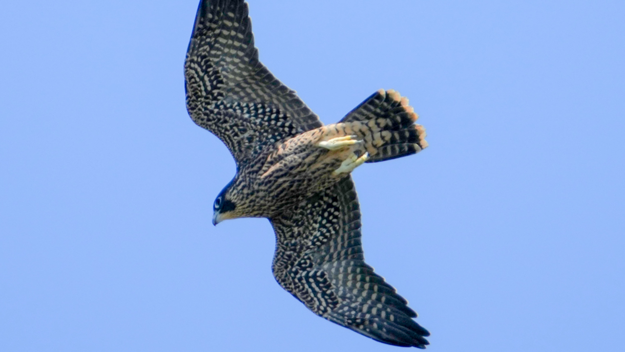 Young Peregrine Falcon in Flight A young peregrine falcon soaring across a blue sky with wings spread