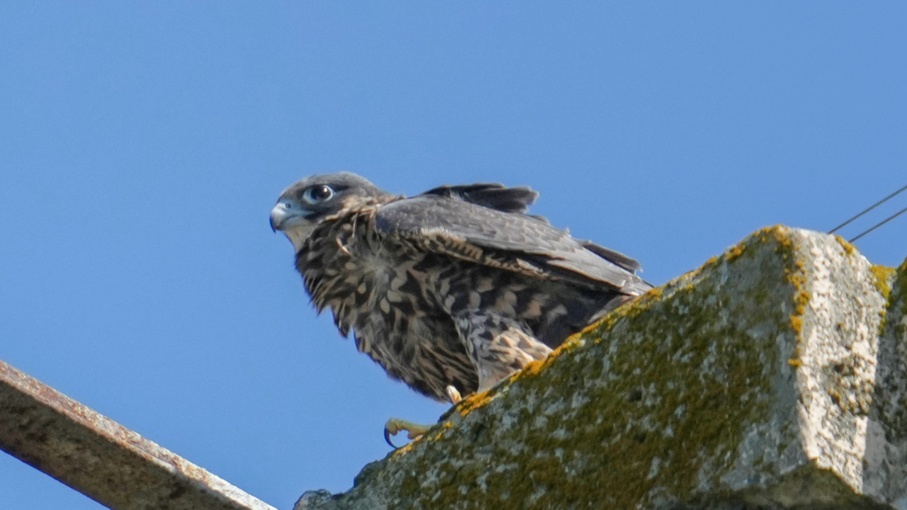 Young Peregrine Falcon at Alcatraz A young peregrine falcon perches on a concrete wall at alcatraz island