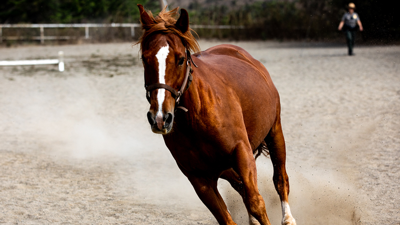 FOCR_20190911_PMM_0181_2x1.jpg A horse gets its exercise in the stables with a cloud of dust underneath it.