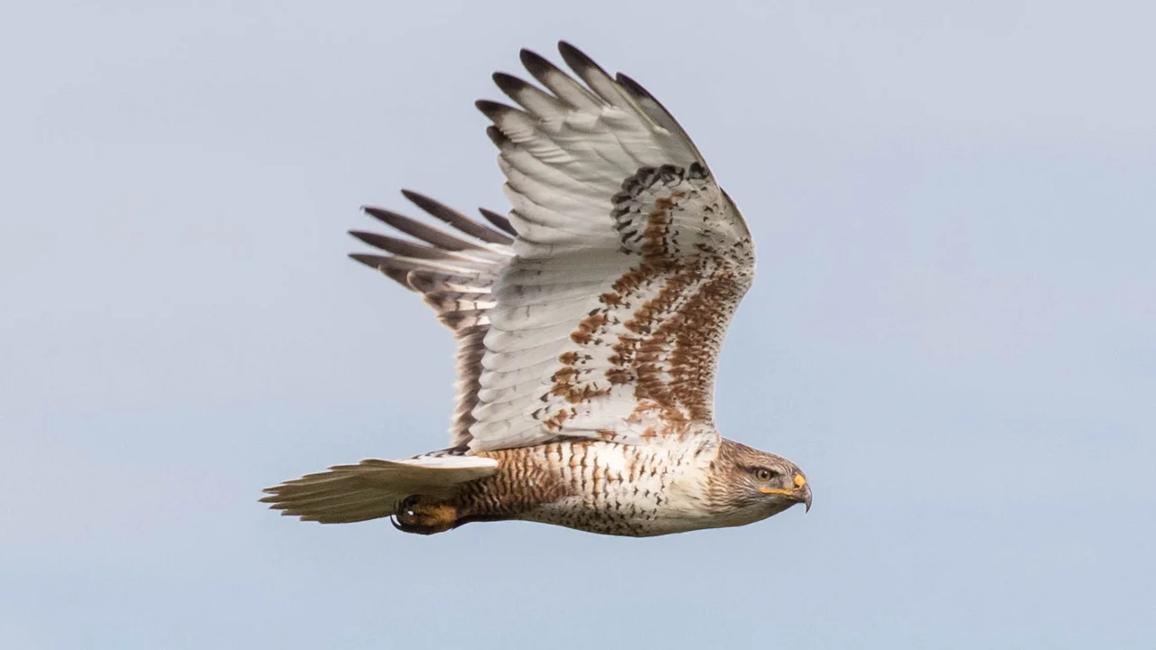 A Ferruginous Hawk is captured flying past Hawk Hill in November of 2016.