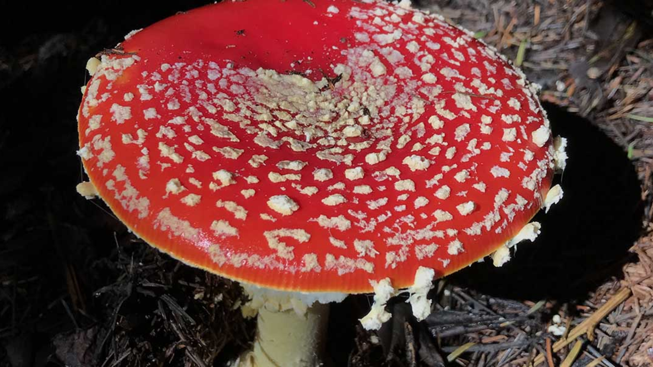 A red-and-white fly agaric mushroom found at Point Reyes.